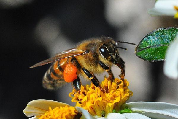 La toxicosis causada por la melaza y los productos químicos puede provocar la muerte de las abejas.