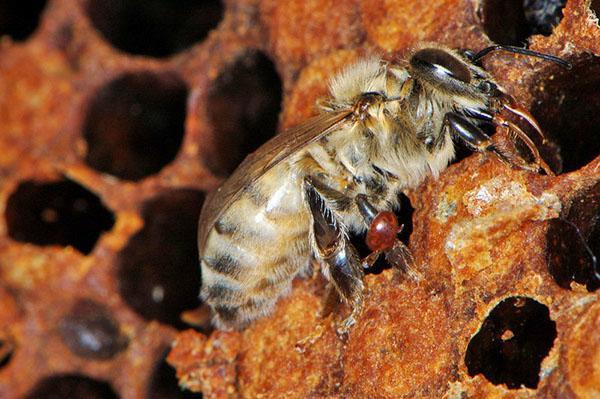 Abeja infectada por garrapatas