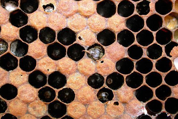 Varroatosis de abejas