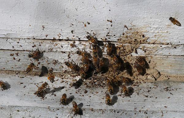 Nosématose des abeilles