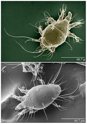 Acarapidosis de abejas - infestación por ácaros