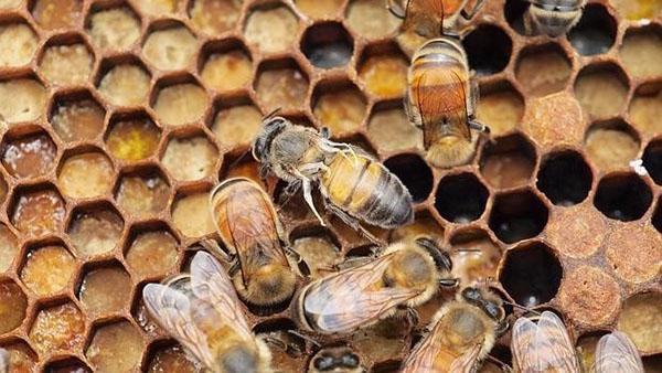 Les abeilles sont sensibles à diverses maladies