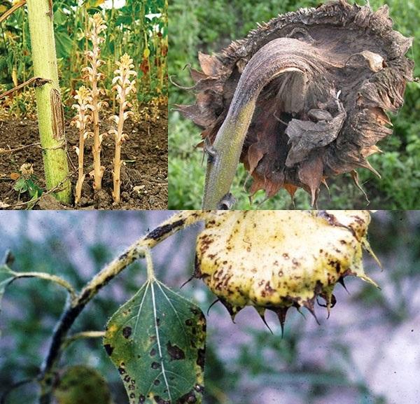 tournesol infesté de maladies