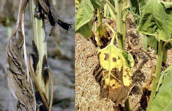 fomosis de girasol