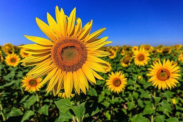 enfermedades del girasol y medidas de control