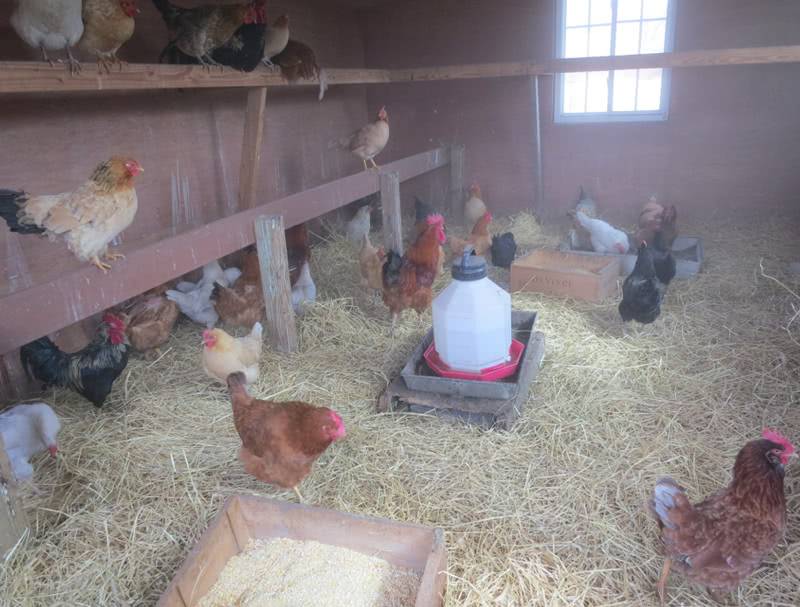 Medios improvisados ​​para la prevención de enfermedades en pollos.