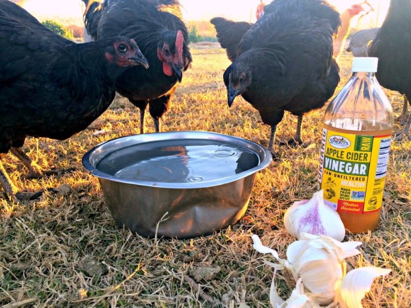 cómo dar agua a los pollos para la prevención