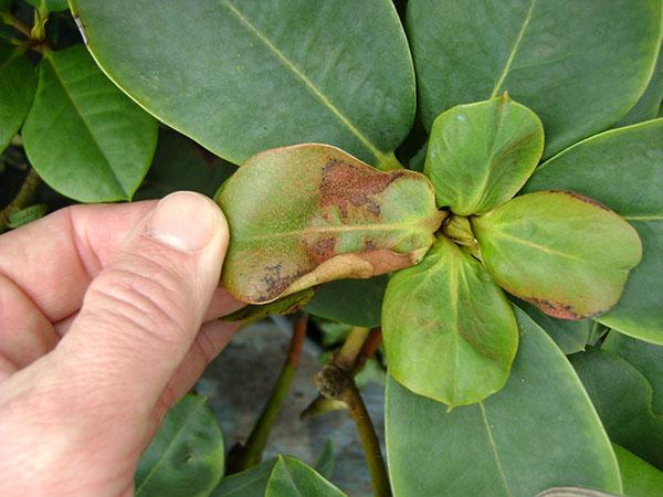 tache septoriasis