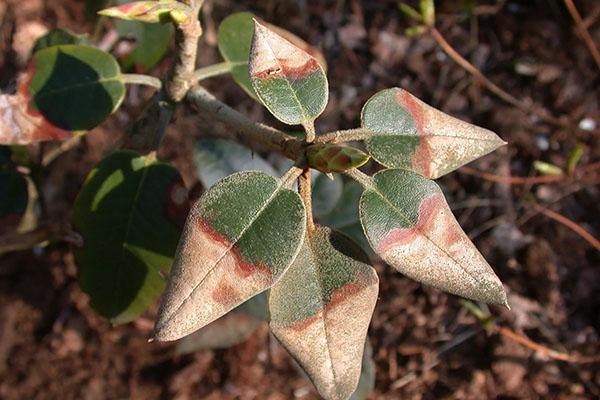 pourriture sur rhododendron