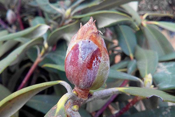 dommages aux bourgeons