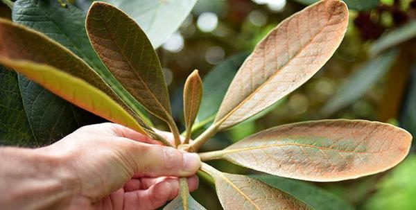 hojas de rododendro se vuelven amarillas