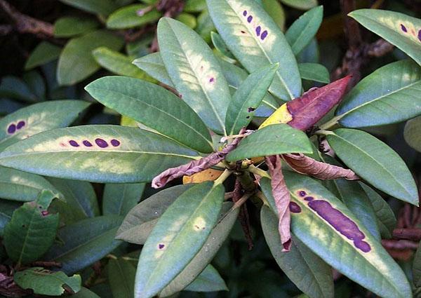 enfermedades comunes del rododendro