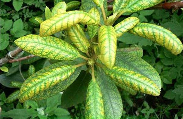mosaïque sur rhododendron