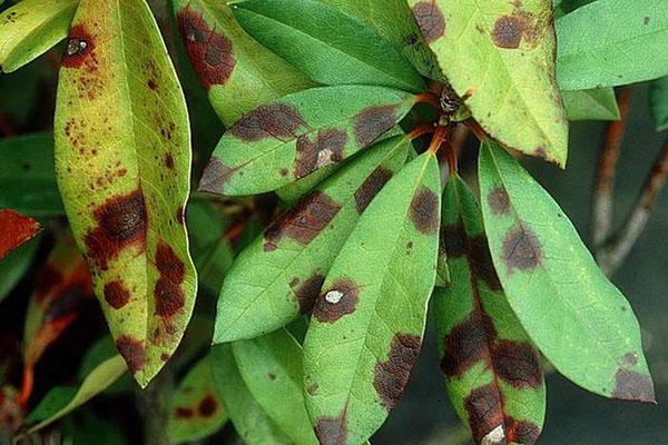 Endroit pestalescent