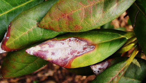 Taches phyllostiques