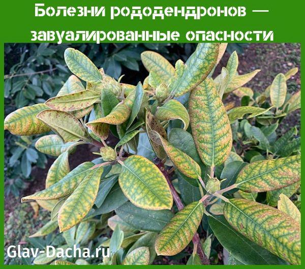 maladies du rhododendron