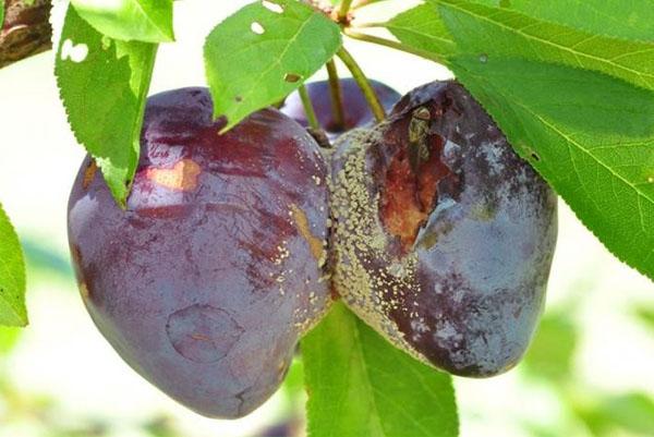 pourriture des fruits