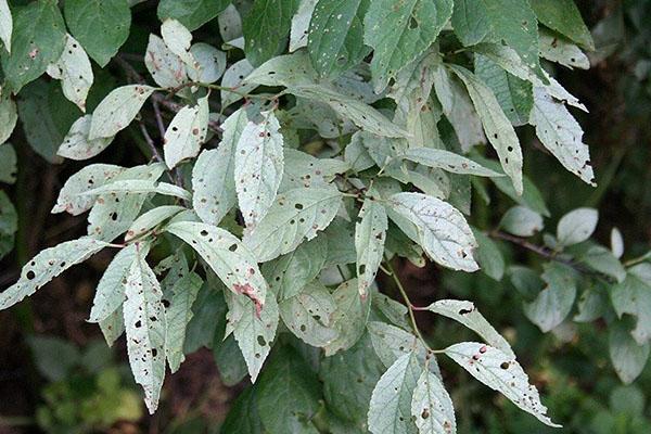 paillettes laiteuses de prune