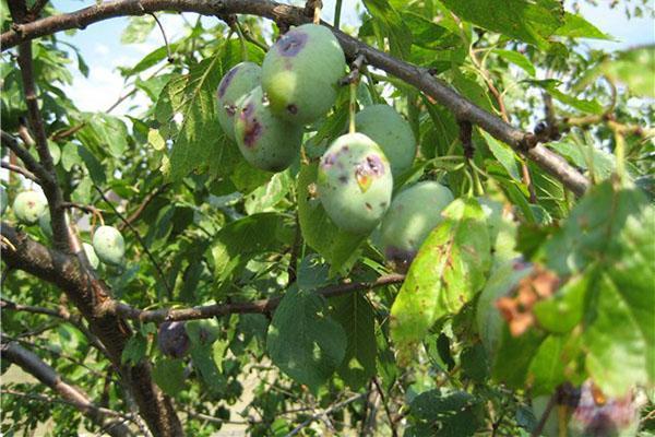 malade des prunes