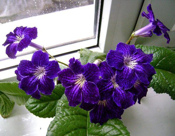 Streptocarpus florece