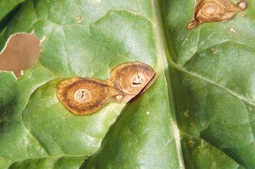 Fomosis de hojas de remolacha