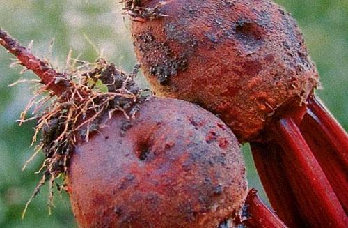 Cultivos de raíces afectados por el hongo