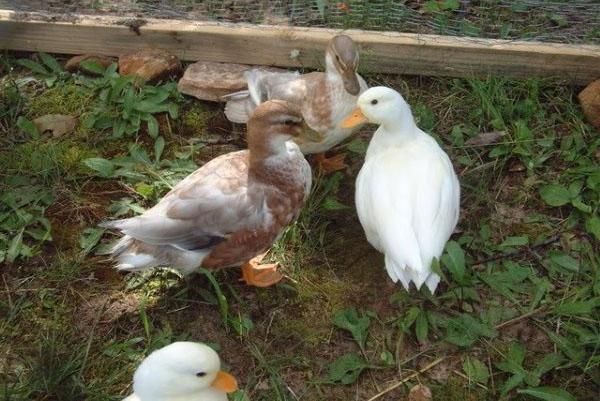 Les canards sont léthargiques, somnolents et ne mangent pas bien.