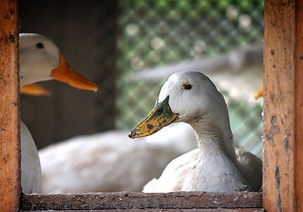 Nourrir les canards riches en carotène et en vitamine A préviendra les maladies