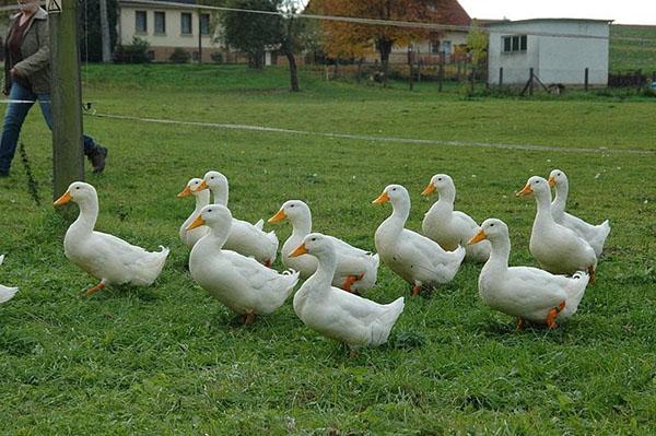 Canards paissant