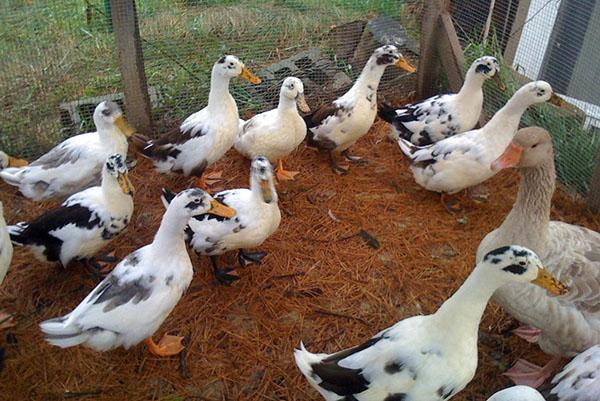 Debería haber un cuenco de roca de concha en el aviario.