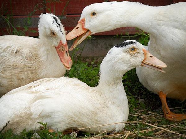 Les canards ont du cannibalisme