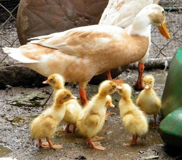 Pato con patitos