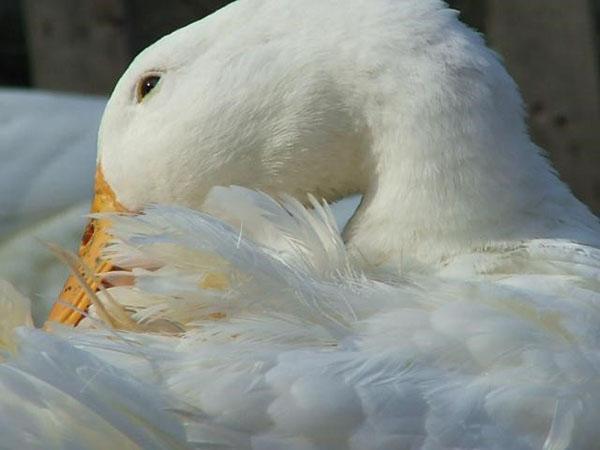 El pato esta enfermo