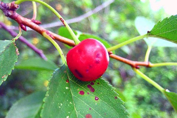 costra de cereza