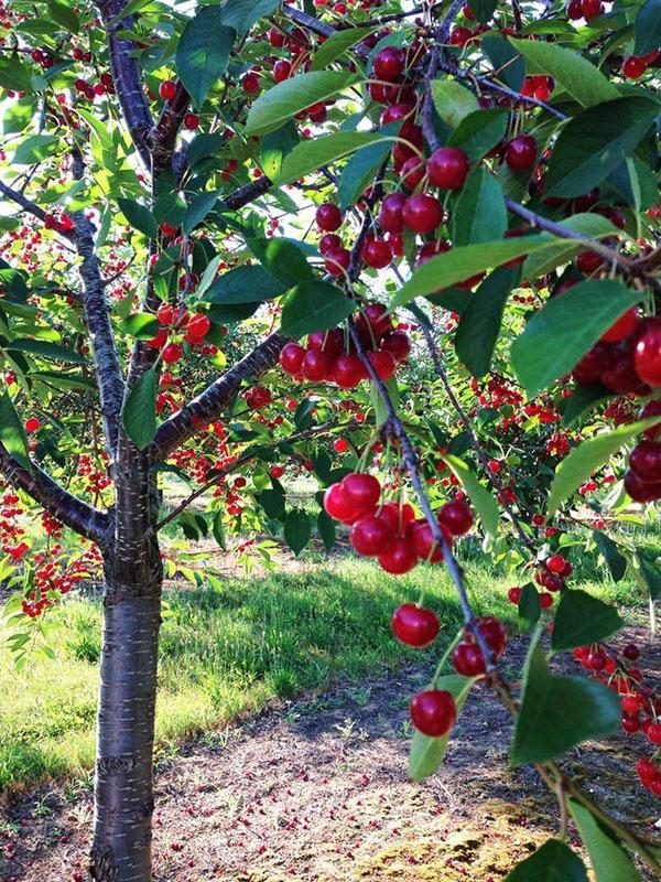 árbol sano
