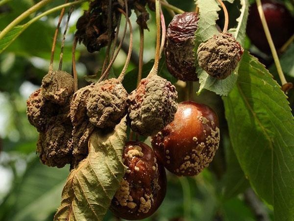 moniliosis de cereza