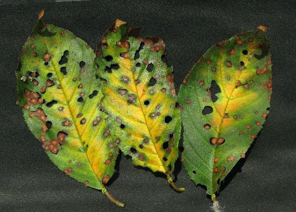 clotterosporia