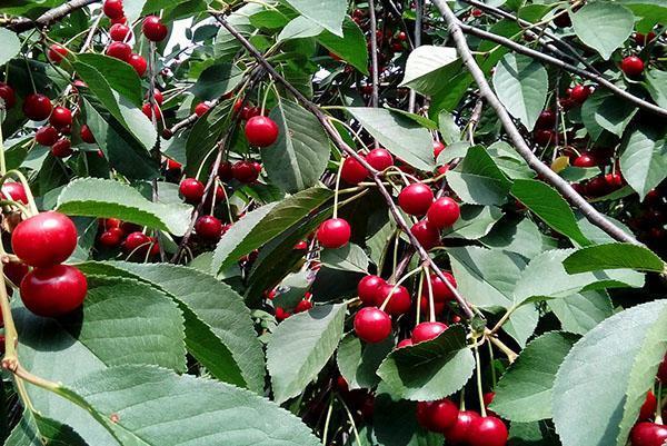 cereza madura