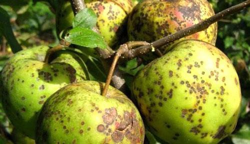 Pourriture noire sur fruits