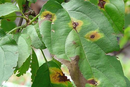 Tavelure sur les feuilles des pommiers