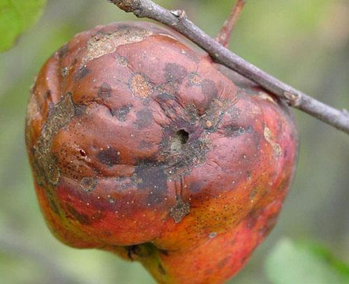 Pudrición de la fruta