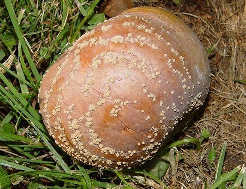 La pomme est 100% pourrie