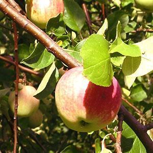 Vista de un árbol y una fruta sanos