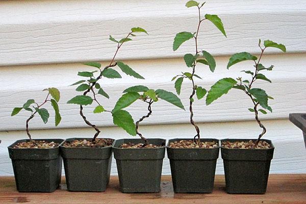 formación de la corona de bonsai