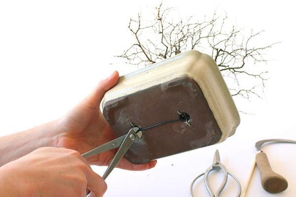 réparer les racines de bonsaï