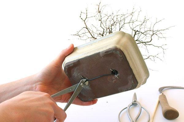 arreglando raíces de bonsai