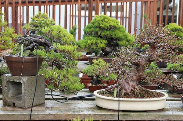irrigation goutte à goutte pour bonsaï
