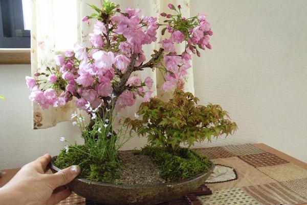 composición de bonsai