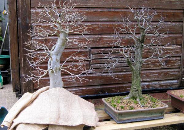 bonsai en invierno