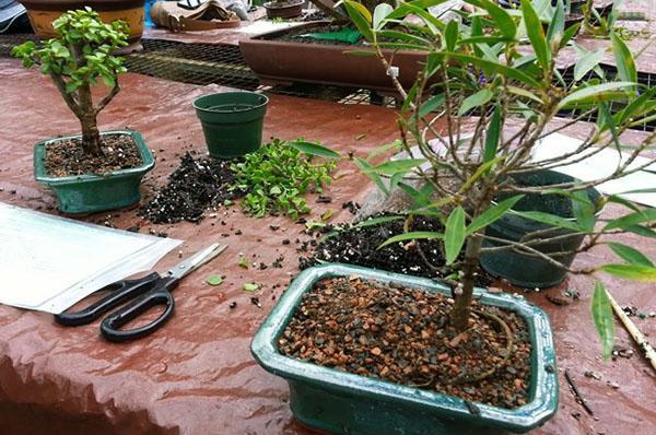 proceso de crecimiento de bonsai